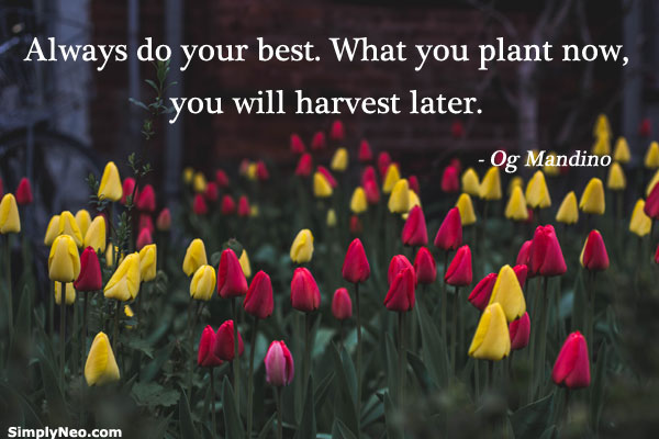 Always do your best. What you plant now, you will harvest later. - Og Mandino